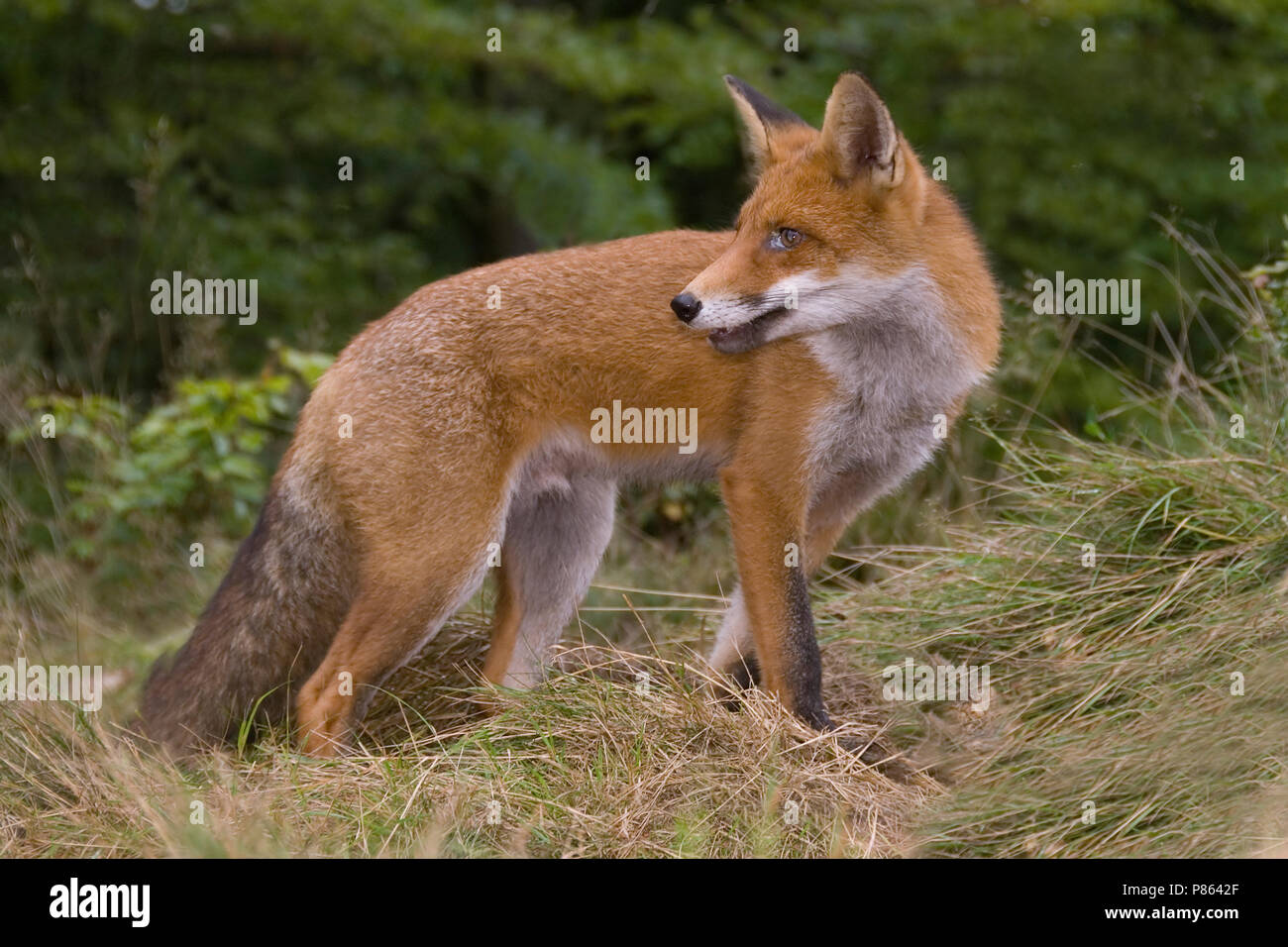 Vos; Red fox Stock Photo