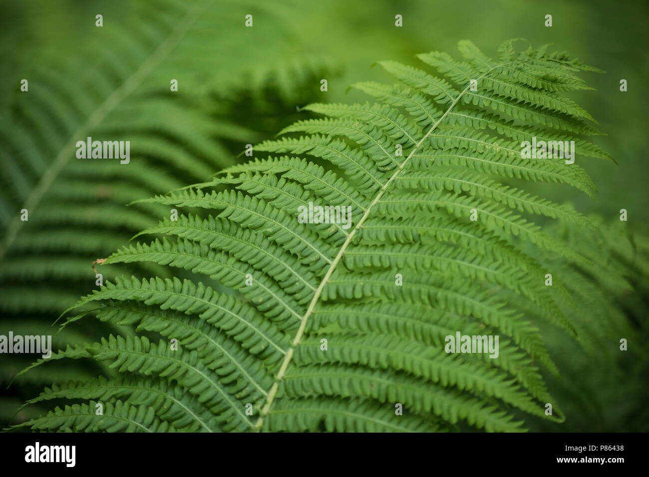 Frond textures hi-res stock photography and images - Alamy
