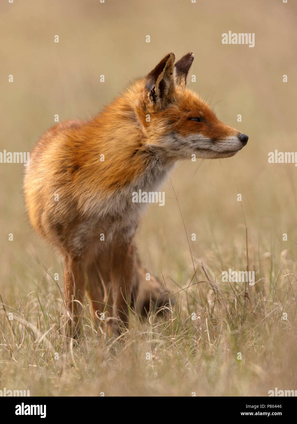 staande vos; standing red fox Stock Photo