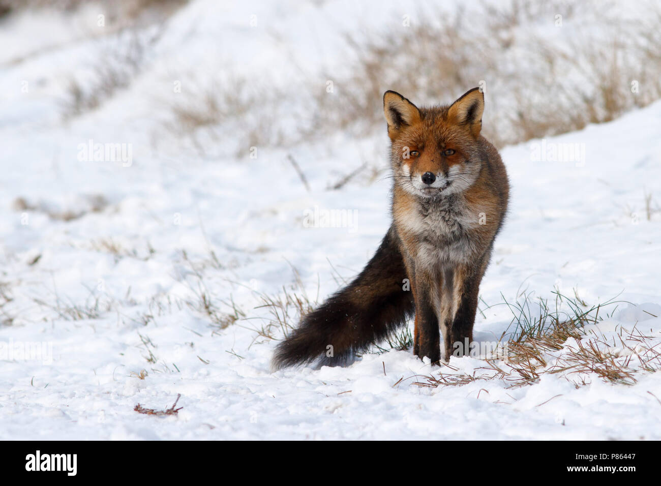 vos in de sneeuw, red fox in snow Stock Photo