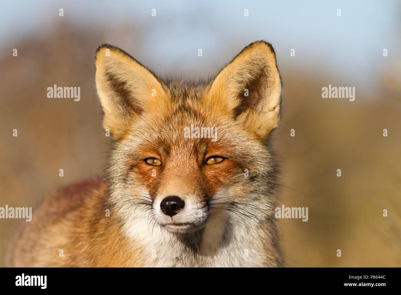 vos portret, red fox portret; Stock Photo