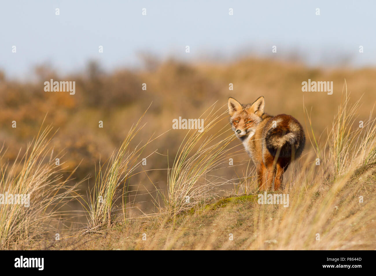 vos in duin, red fox in dune; Stock Photo