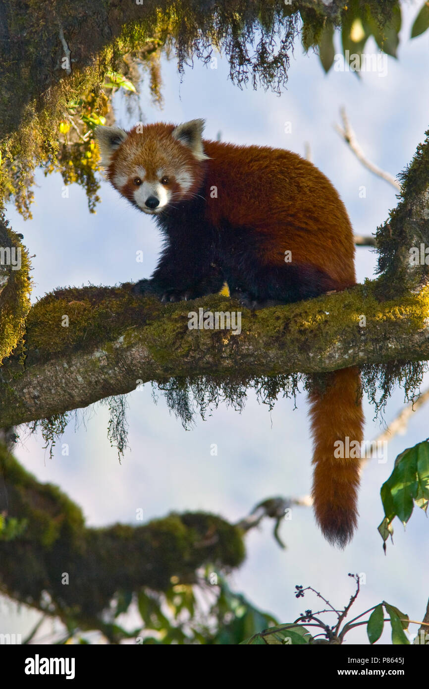 Kleine Panda op bemoste tak; Lesser Panda on mossy branch Stock Photo