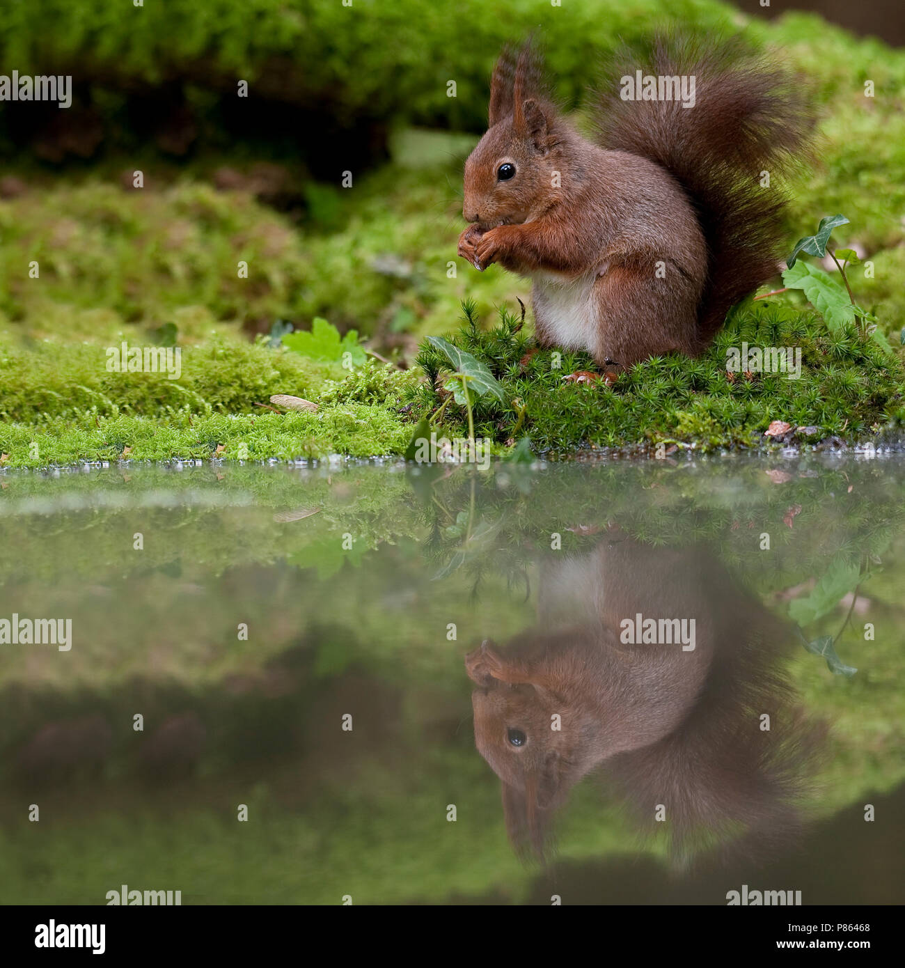 Eekhoorn bij een met mos omgeven bospoel; Red Squirrel by a forrest pool Stock Photo
