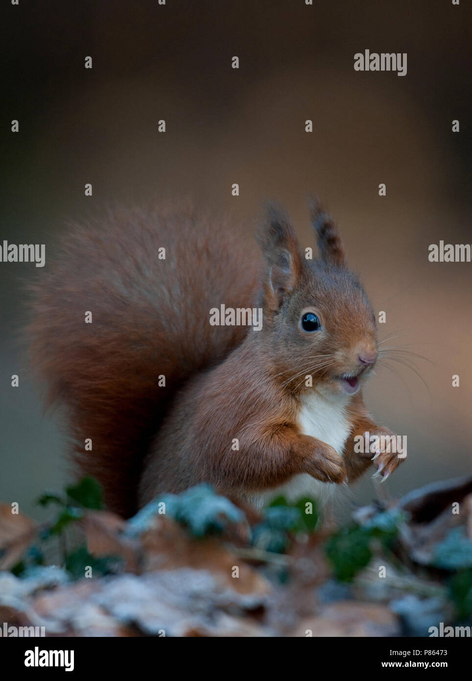 Eekhoorn op de bosbodem; Red Squirrel on forest floor Stock Photo