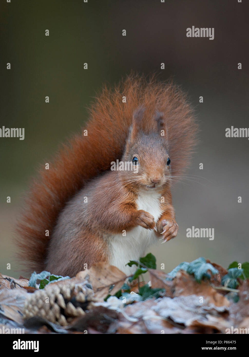 Eekhoorn op de bosbodem; Red Squirrel on forest floor Stock Photo
