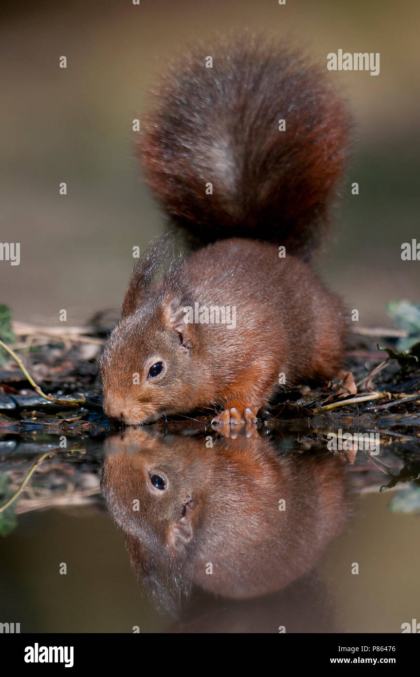 Drinkende Eekhoorn; Red Squirrel drinking Stock Photo