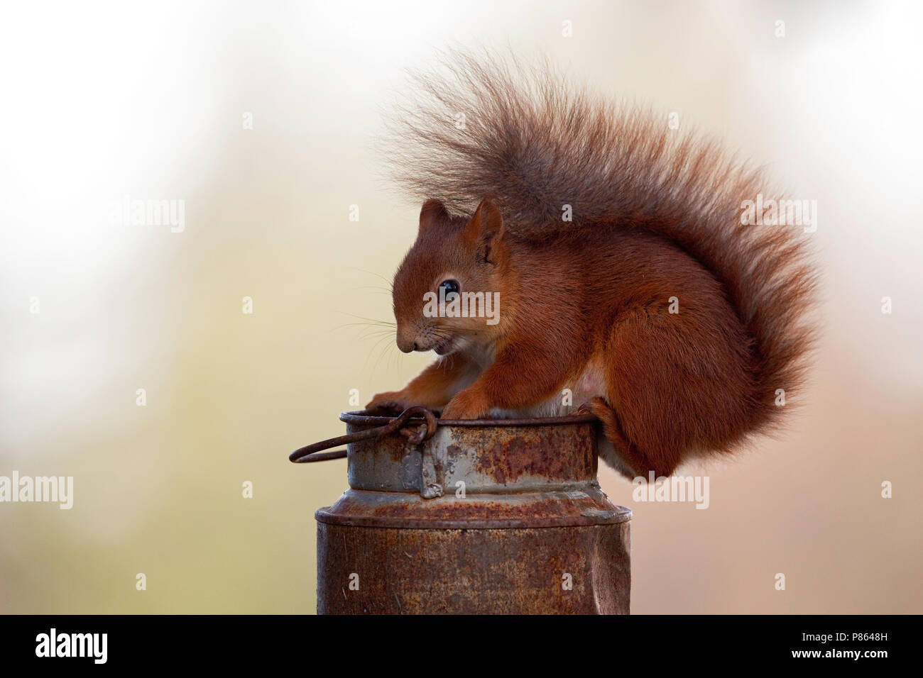 jeugd comfort Bedrijf Eekhoorn onderzoekt metalen bus; Red Squirrel inspecting can Stock Photo -  Alamy
