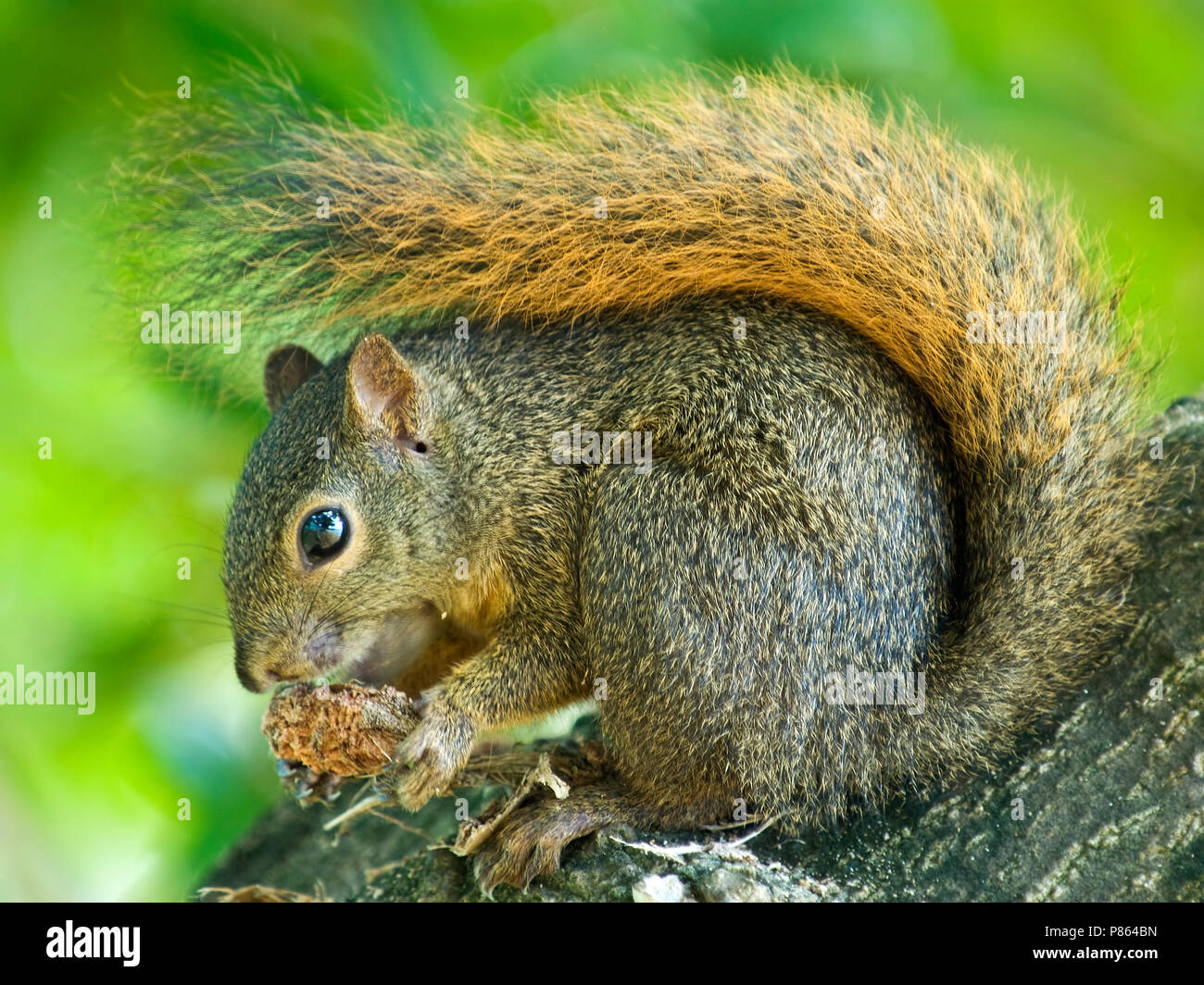 Roodstaartboomeekhoorn etend Tobago, Red-tailed Squirrel eating Tobago Stock Photo