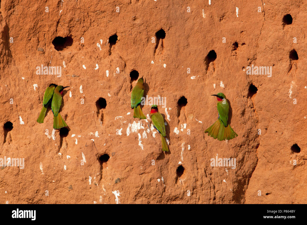 Red-throated Bee-eater colony in the Gambia Stock Photo