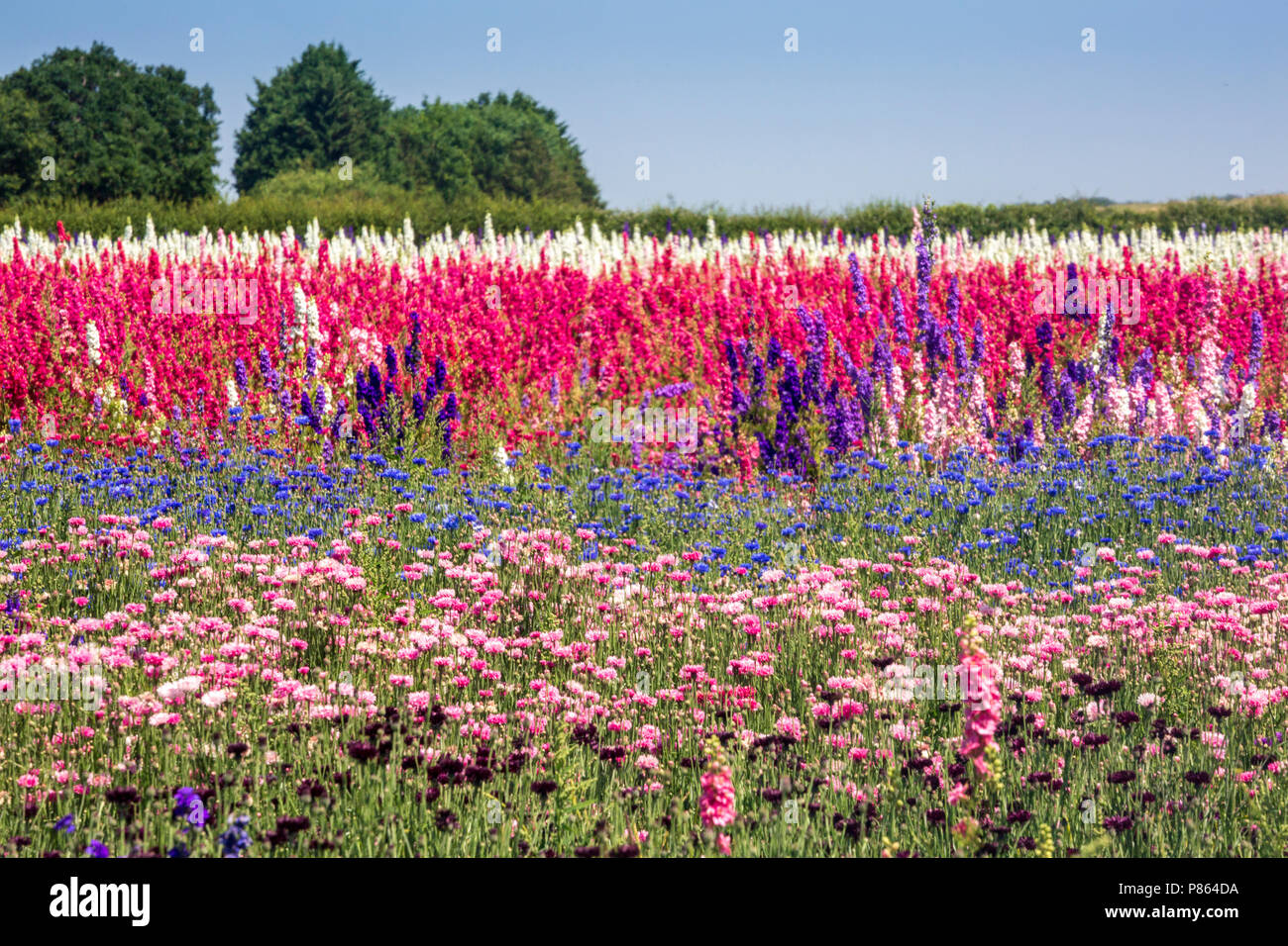 Confetti fields at Wick, Worcestershire, England Stock Photo