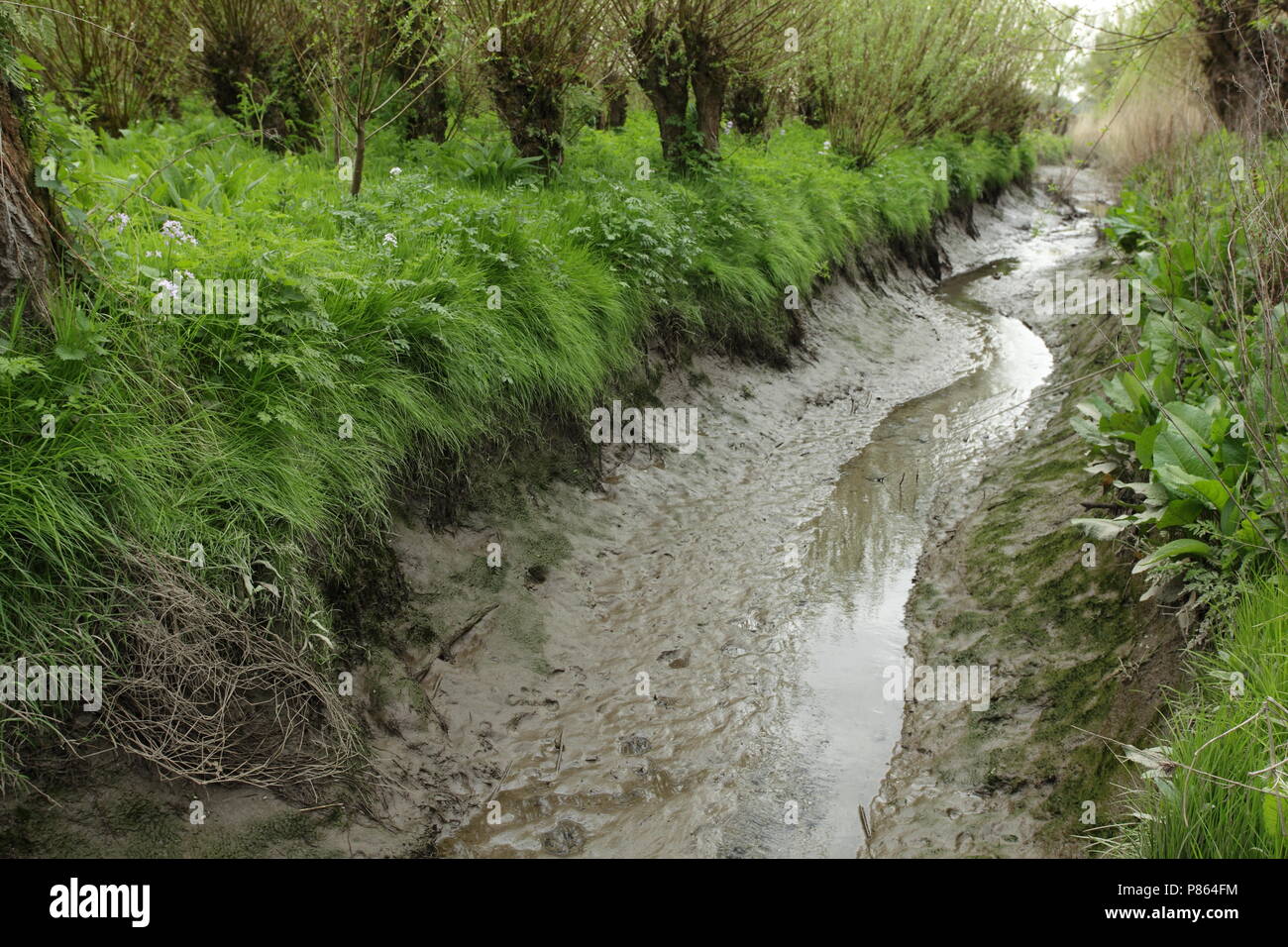Rhoonse Grienden is een zoetwater getijde gebied; Rhoonse Grienden is a fresh water tidal area Stock Photo