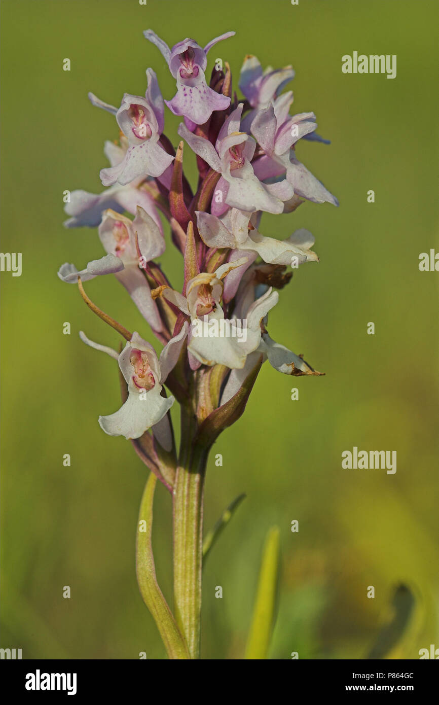 Rietorchis; Western Marsh Orchid Stock Photo