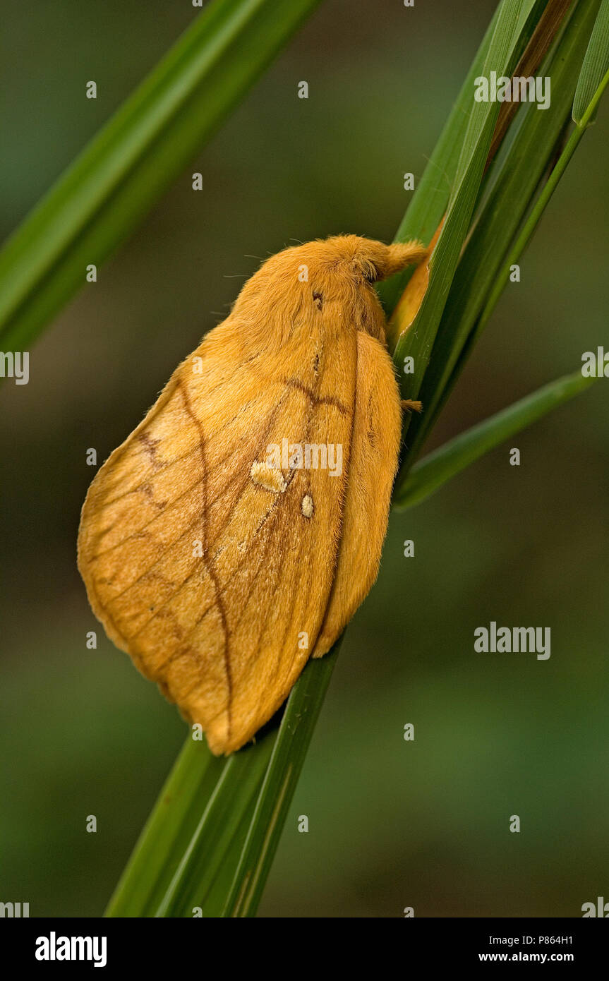 Drinker moth on stalk Netherlands, Rietvink op stengel Nederland Stock Photo