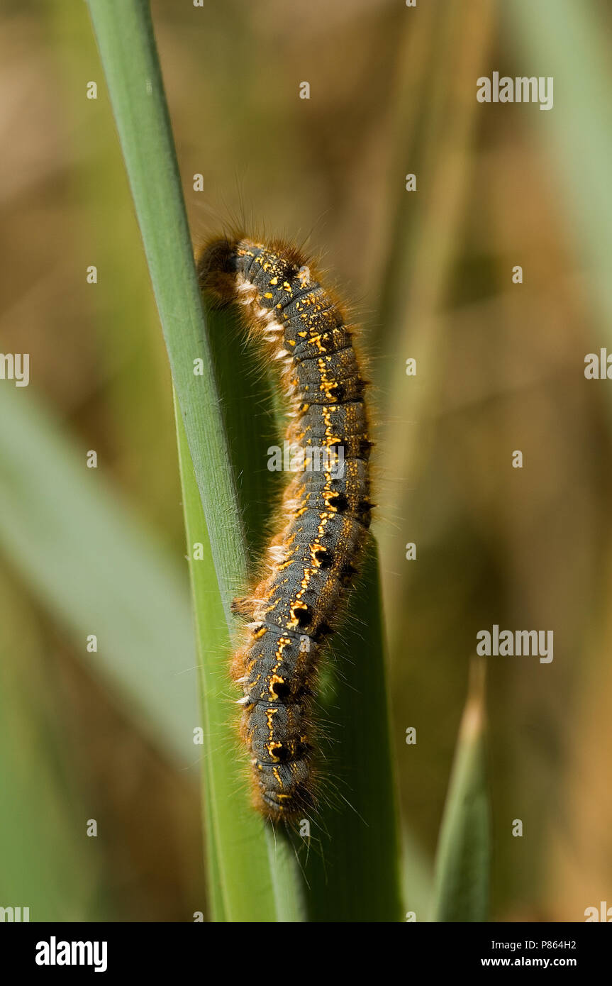 Caterpillar of Drinker moth Netherlands, Rups van Rietvink Nederland Stock Photo
