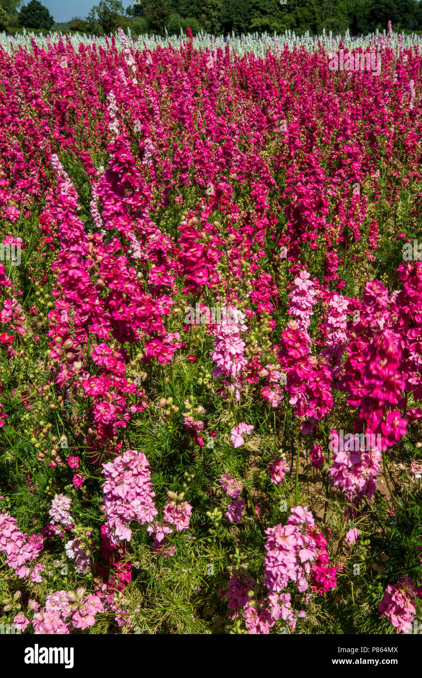 Confetti fields at Wick, Worcestershire, England Stock Photo