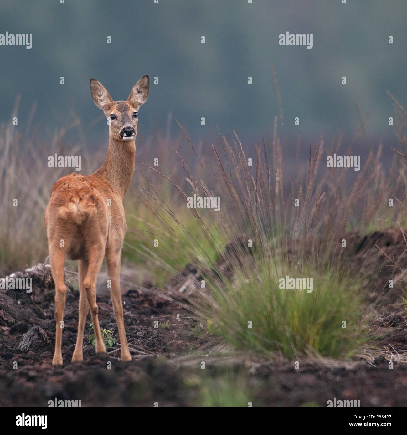 Ree hi-res stock photography and images - Alamy