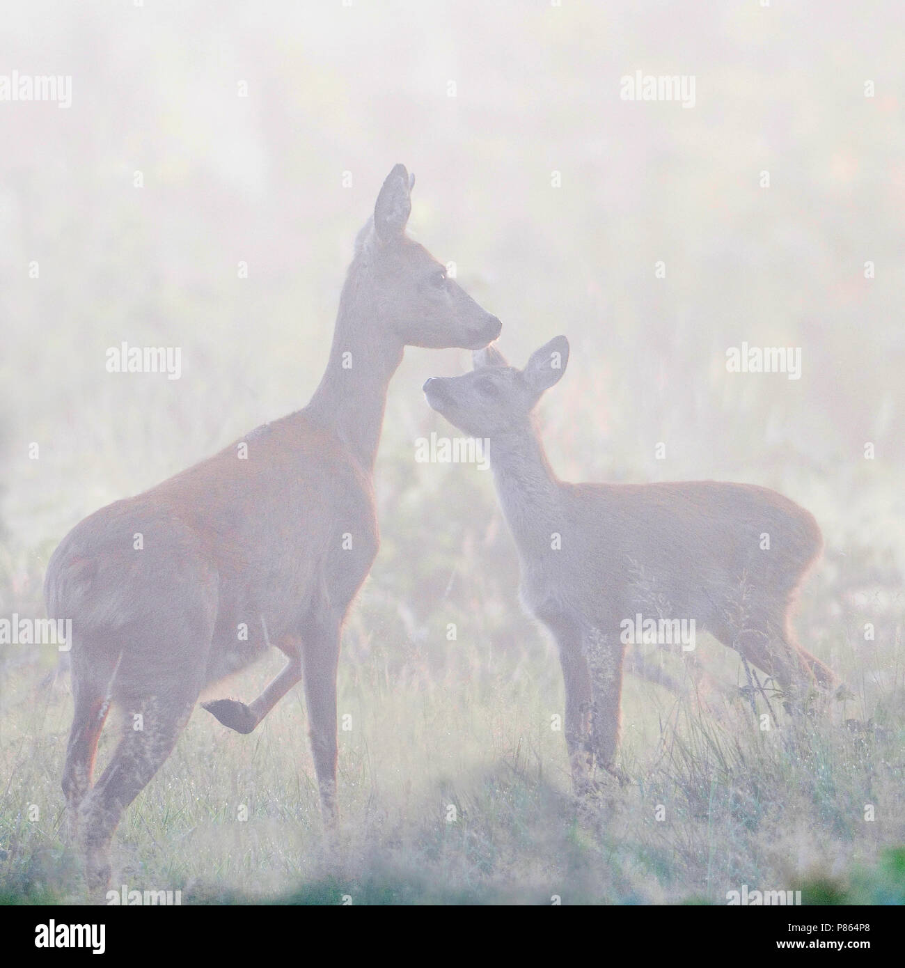 Ree; Roe Deer Stock Photo