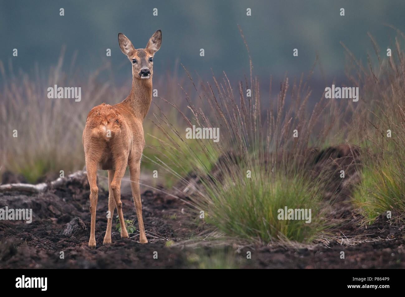 Ree; Roe Deer Stock Photo