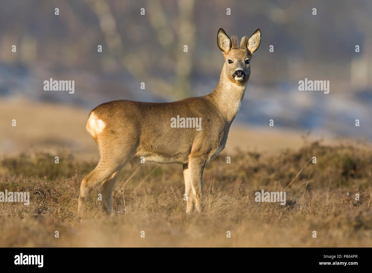 Ree op de hei hi-res stock photography and images - Alamy
