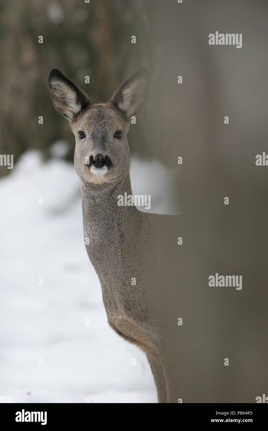 Ree in de winter; Roe Deer in winter Stock Photo