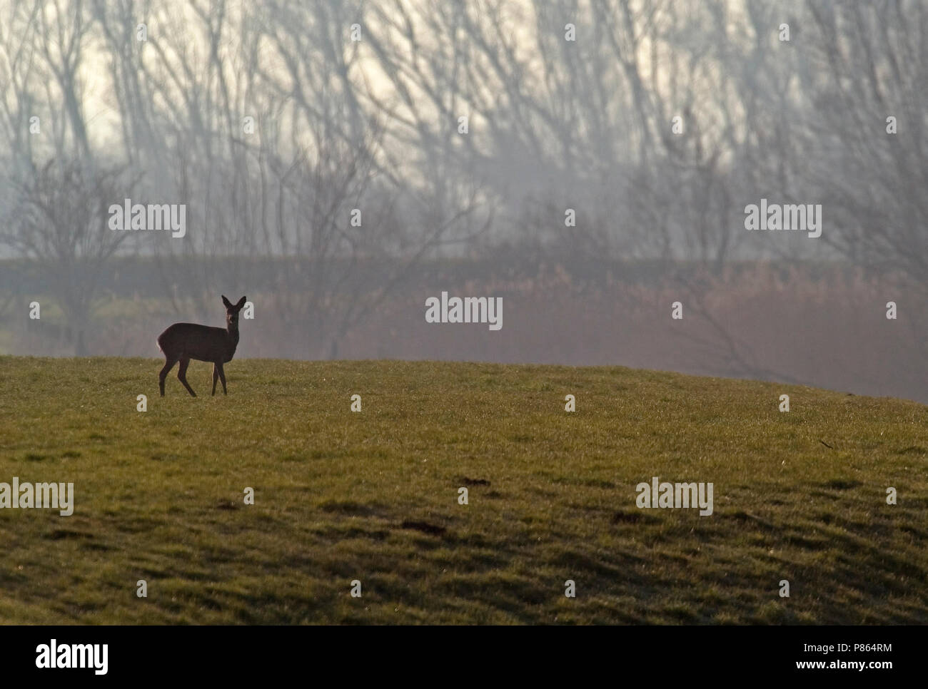 Ree; Roe Deer Stock Photo - Alamy