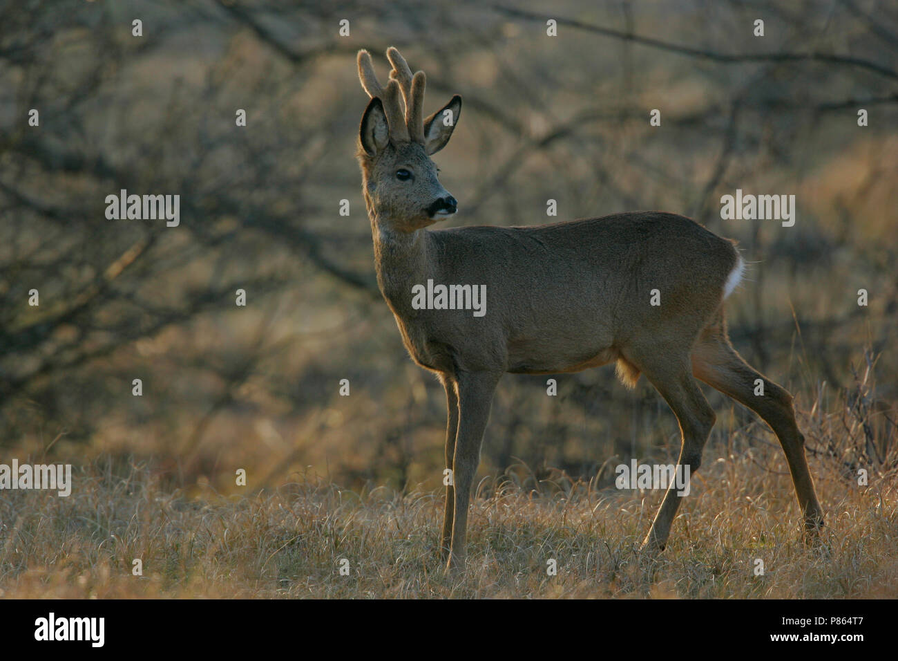 Ree ; Roe deer Stock Photo - Alamy