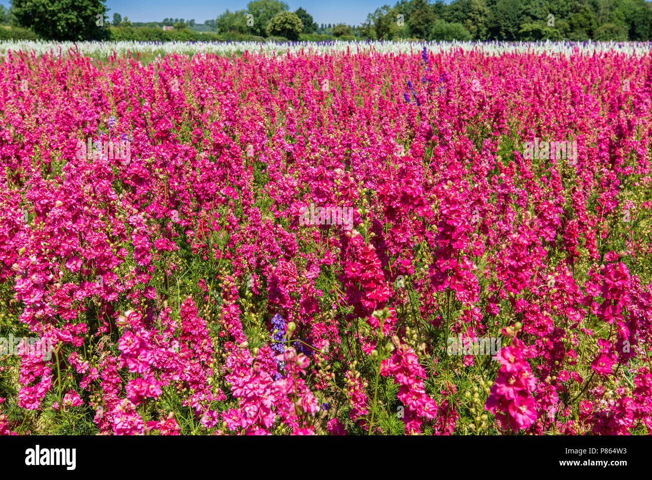 Confetti fields at Wick, Worcestershire, England Stock Photo