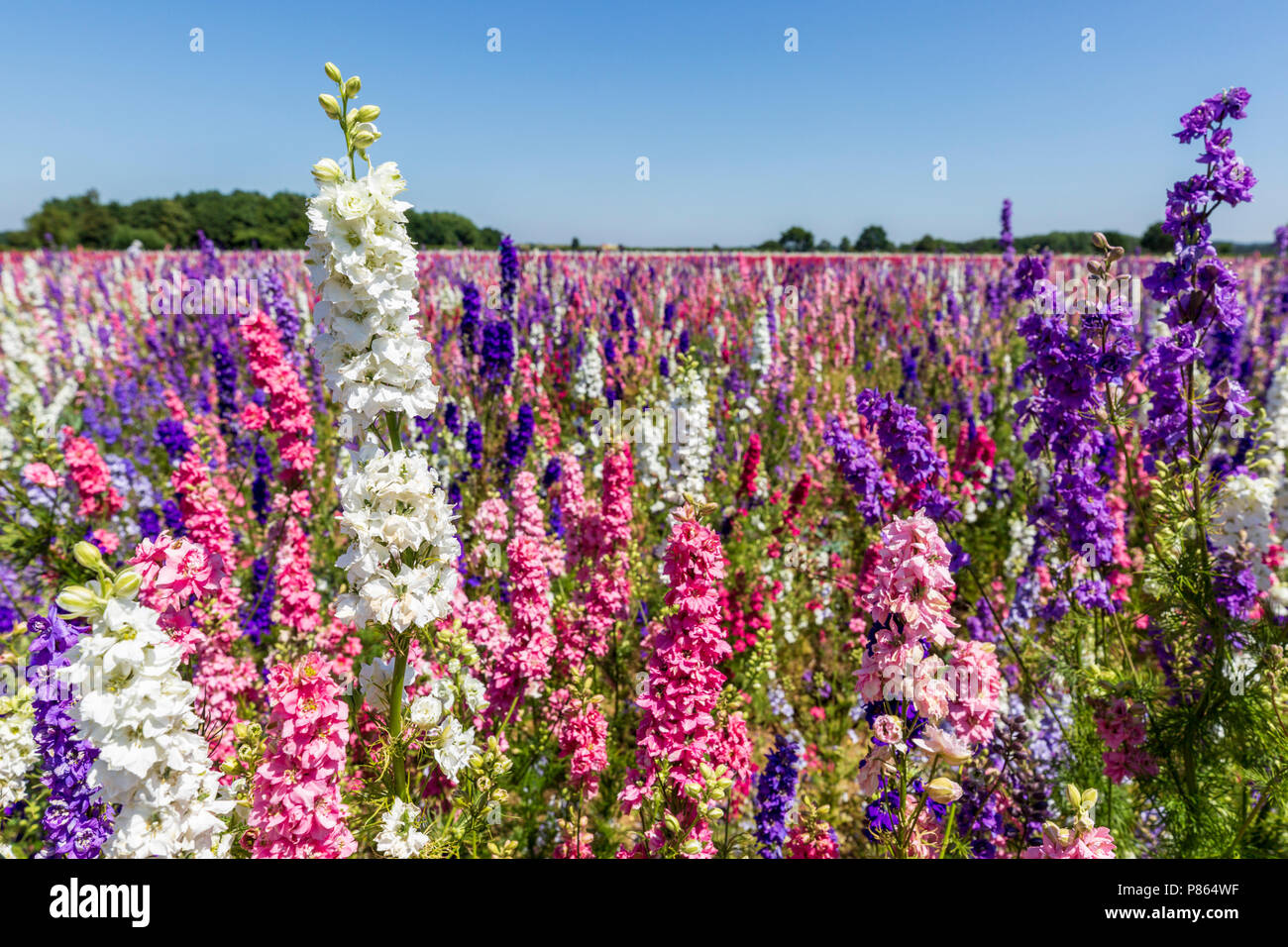 Confetti fields at Wick, Worcestershire, England Stock Photo