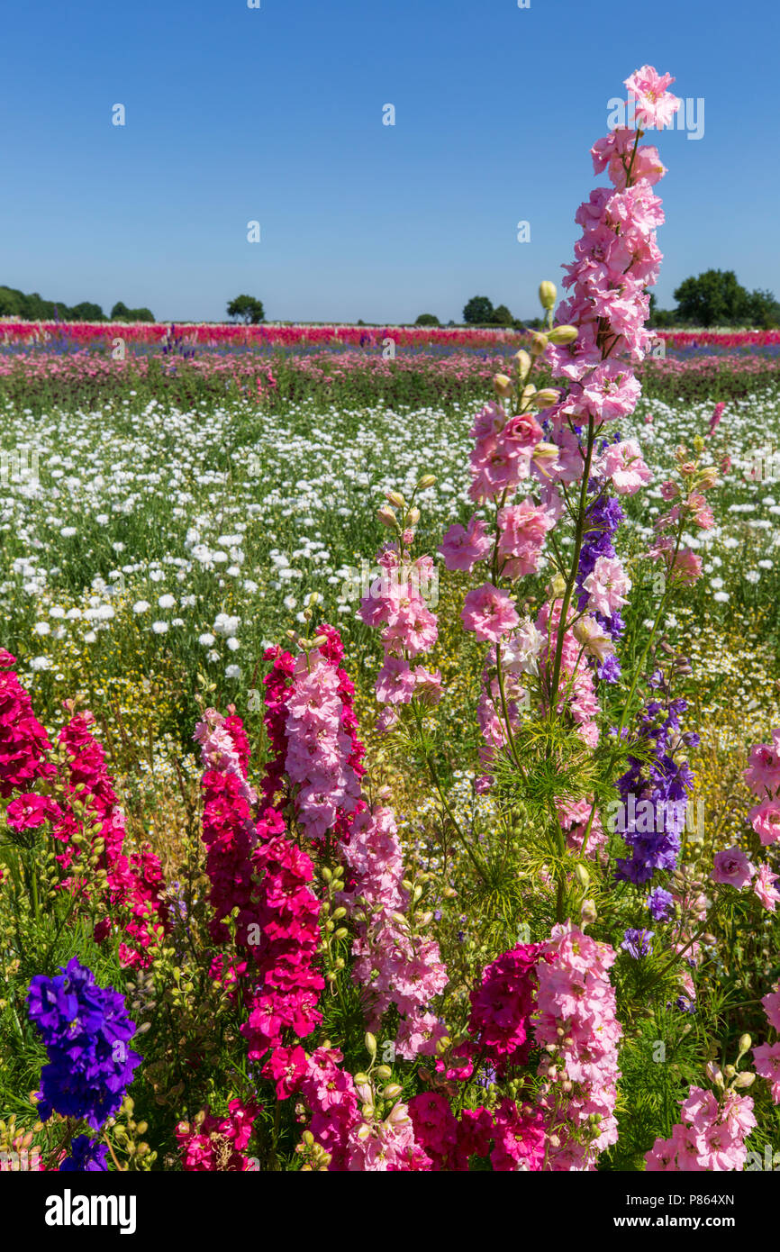Confetti fields at Wick, Worcestershire, England Stock Photo