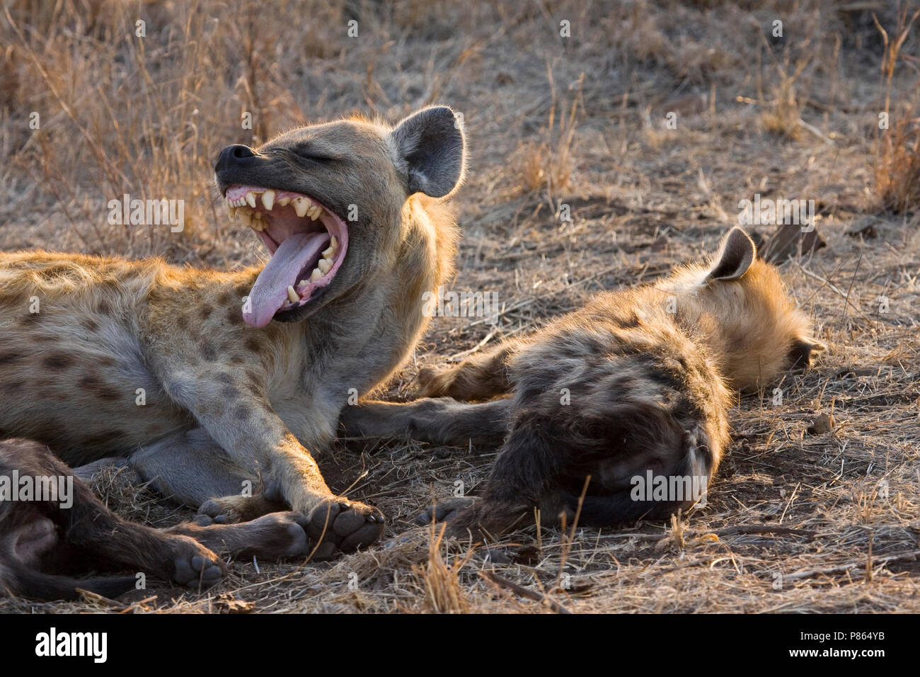 Rustende Gevlekte Hyena's; Resting Spotted Hyena's Stock Photo