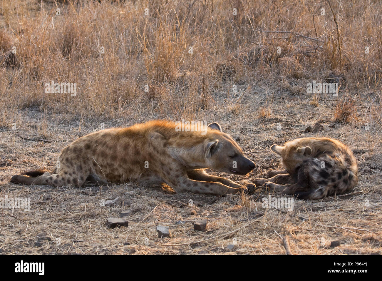 Rustende Gevlekte Hyena's; Resting Spotted Hyena's Stock Photo