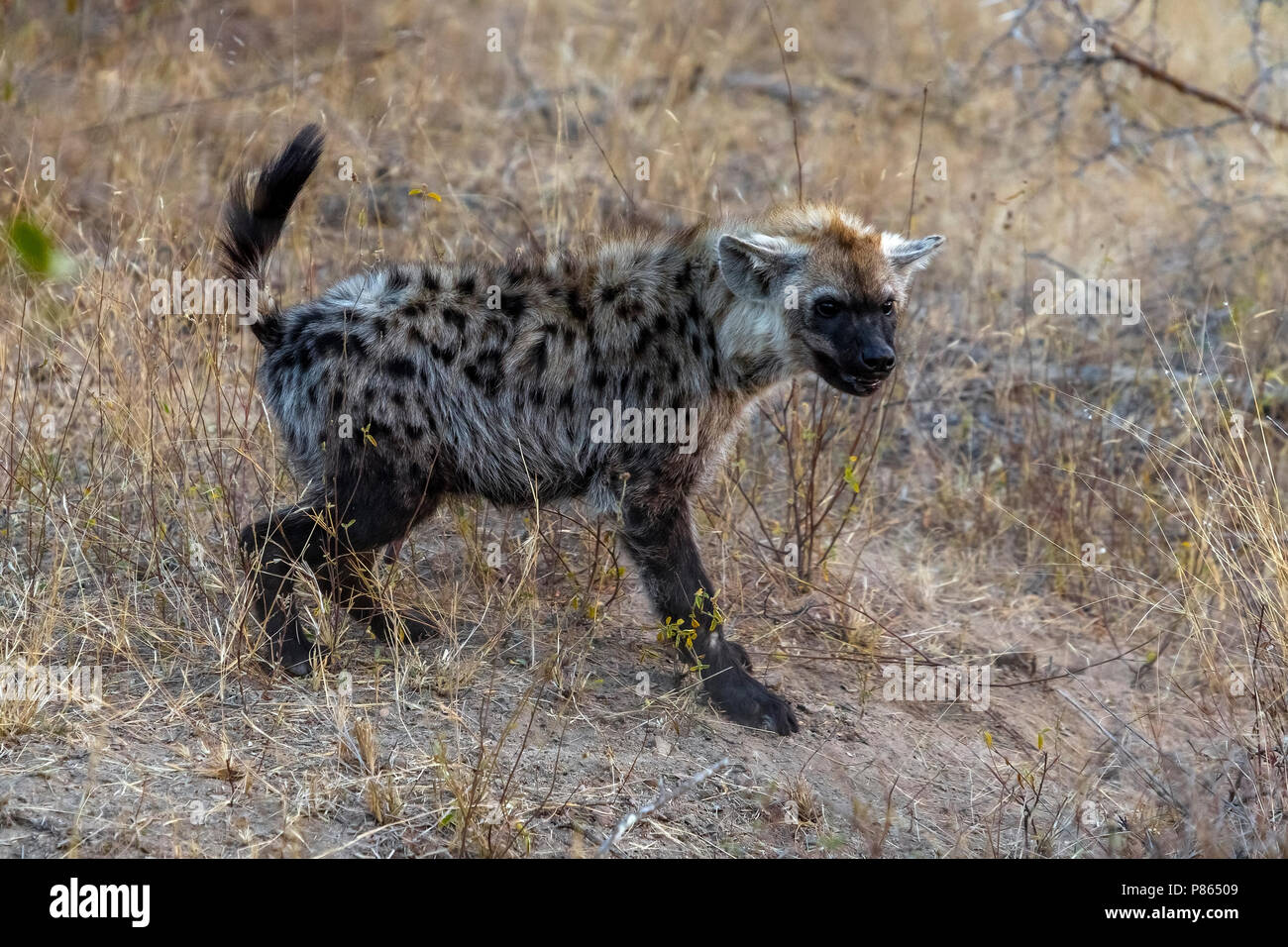 Spotted Hyena, mother & cub in Kruger NP, South Africa Stock Photo