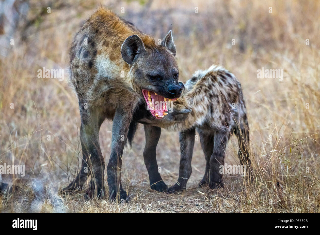 Spotted Hyena, mother & cub in Kruger NP, South Africa Stock Photo