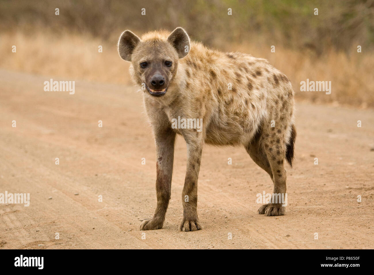 Gevlekte Hyena op de weg; Spotted Hyena on the road Stock Photo