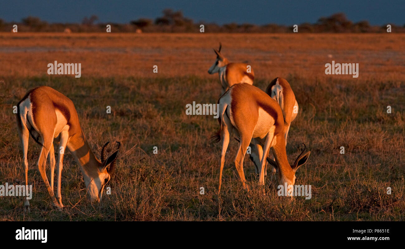 Springbok group hires stock photography and images Alamy