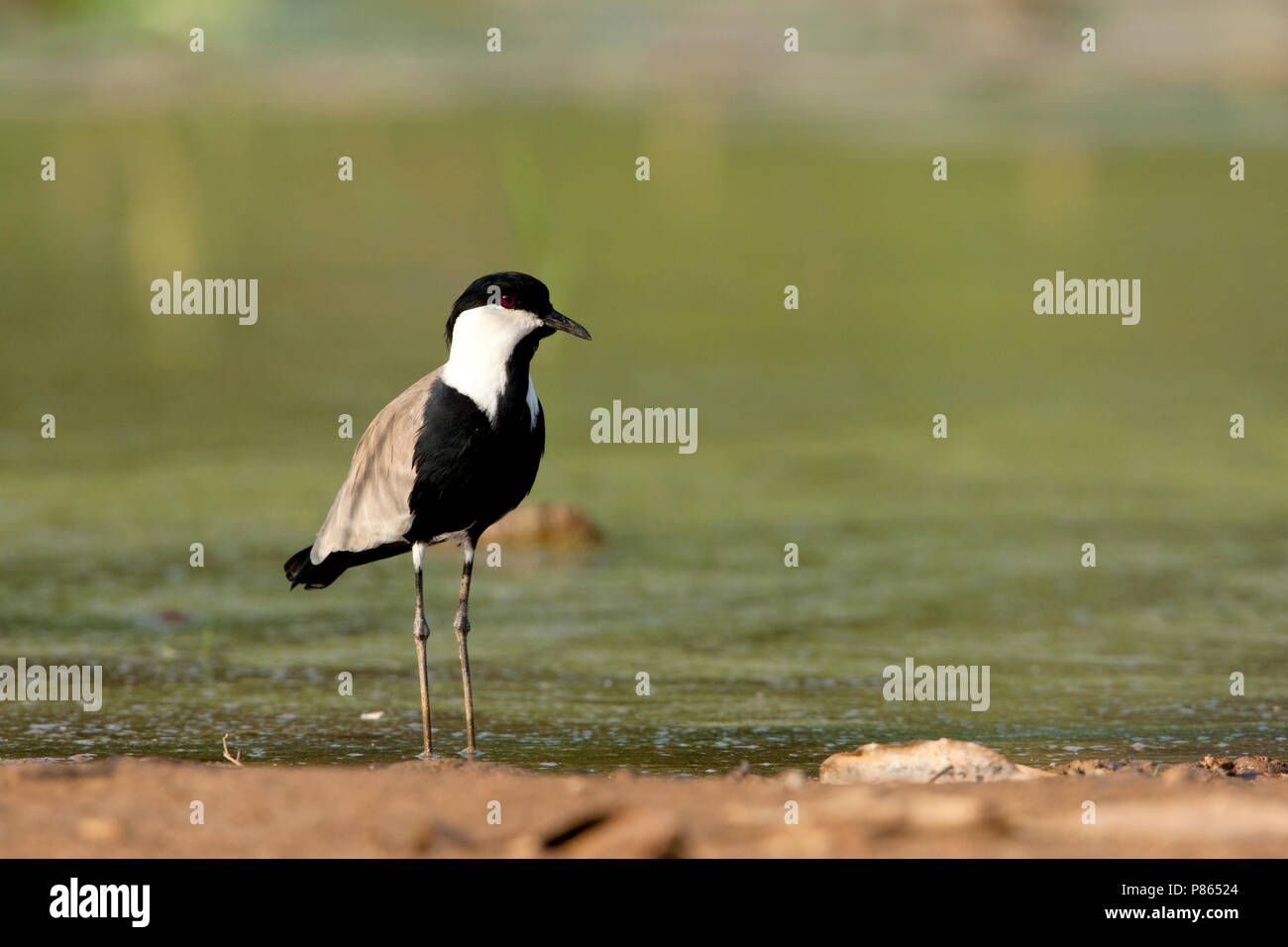 Spur-winged Plover Stock Photo