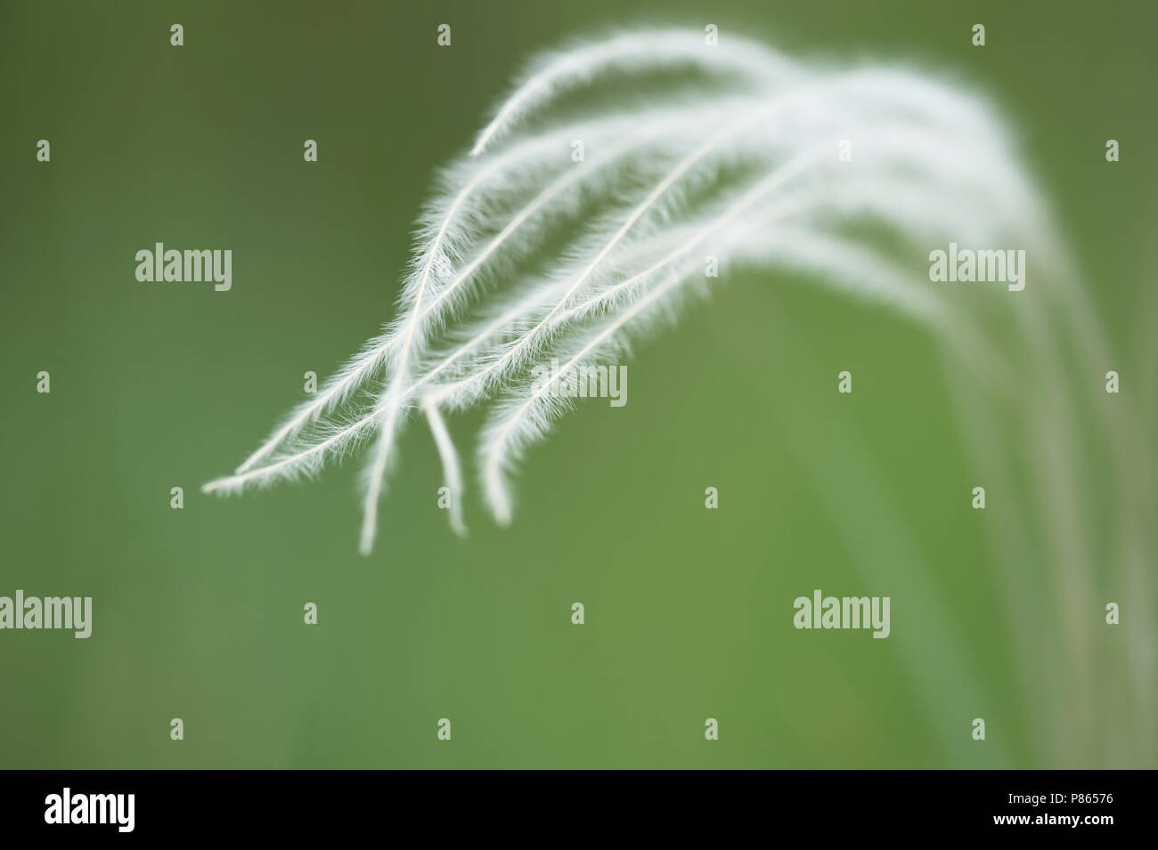 Pluizen van Vedergras, Flowering spikes of Feathergrass Stock Photo