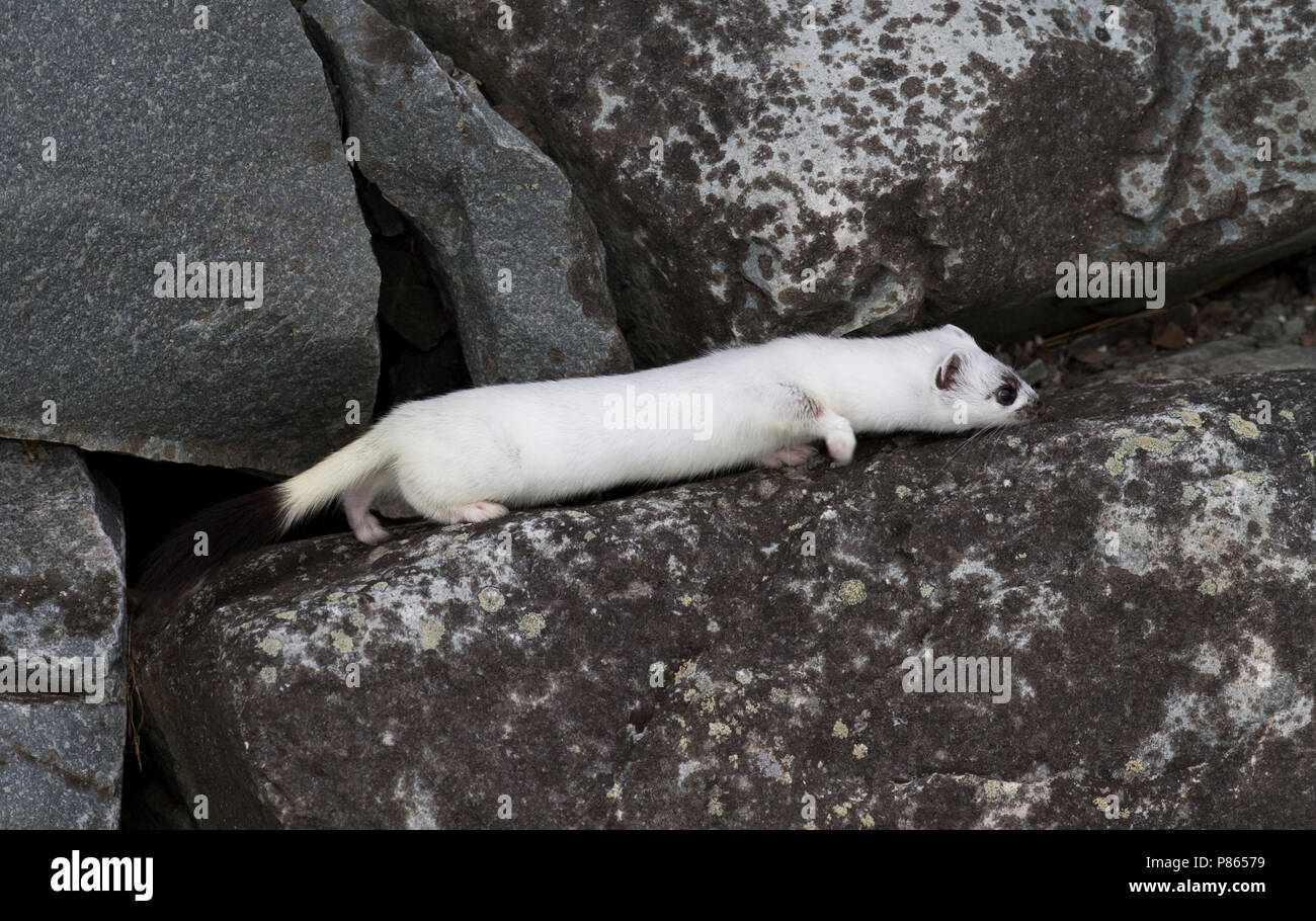 Hermelijn tussen de rotsen, Stoat between rocks Stock Photo