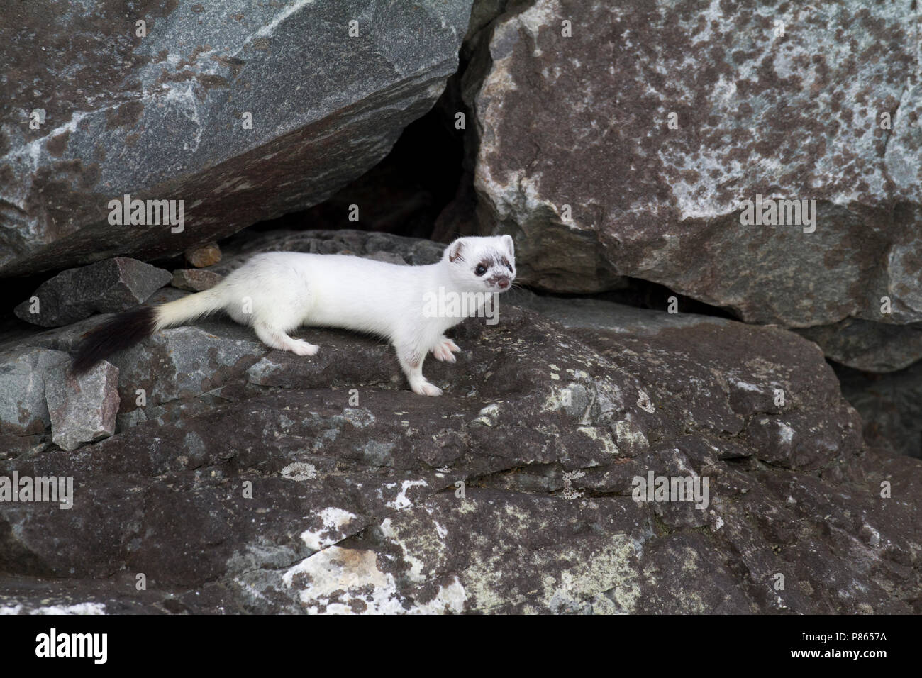 Hermelijn tussen de rotsen, Stoat between rocks Stock Photo