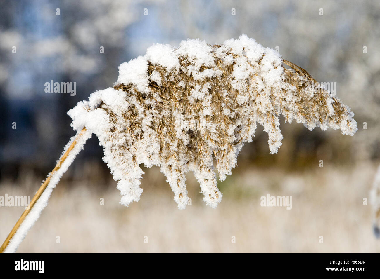 Winterlandschap met rijp en ijs Stock Photo