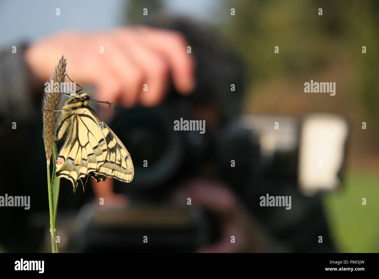 Koninginnepage met fotograaf, Swallowtail with photographer Stock Photo