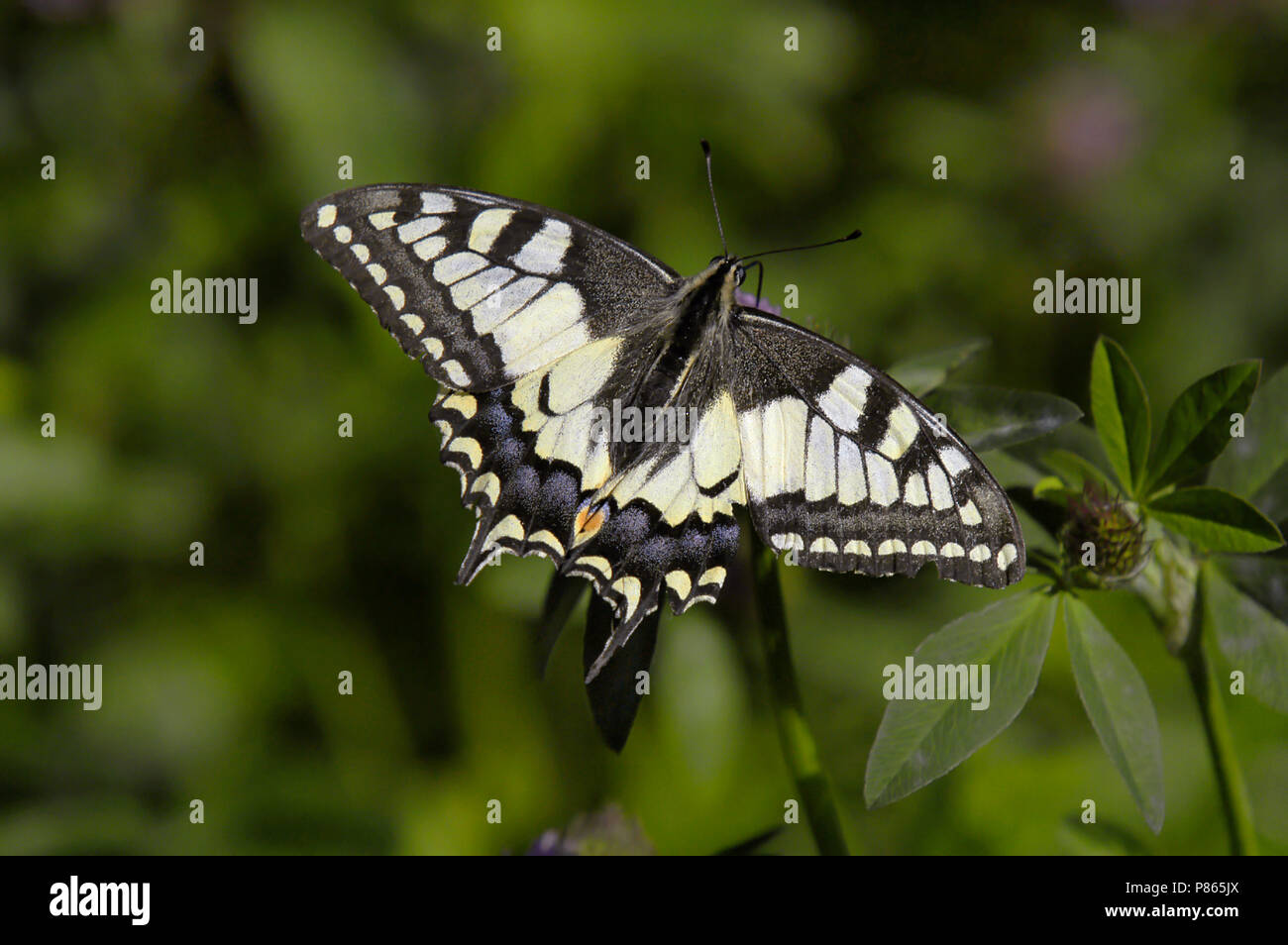 Swallowtail Stock Photo