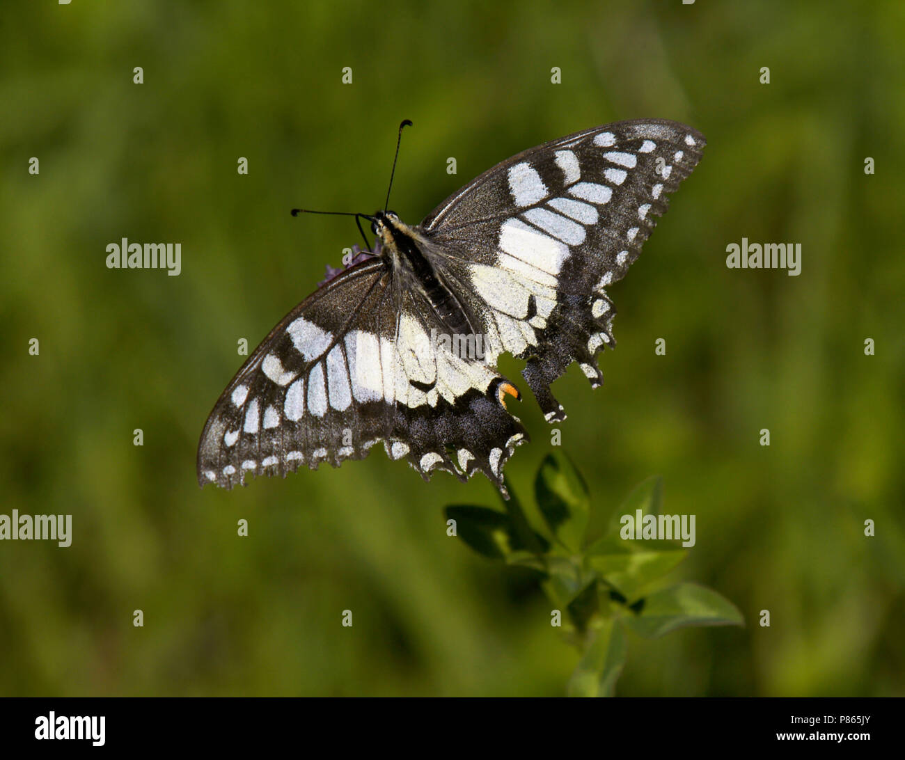 Koninginnepage; Swallowtail Stock Photo