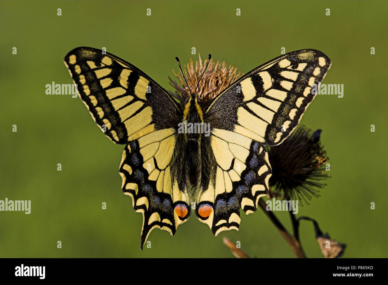 Koninginnepage, Swallowtail Stock Photo