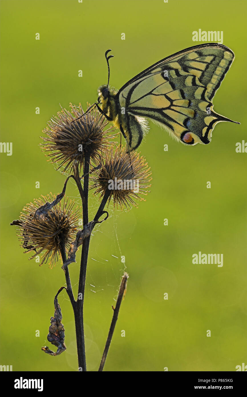 Koninginnepage, Swallowtail Stock Photo