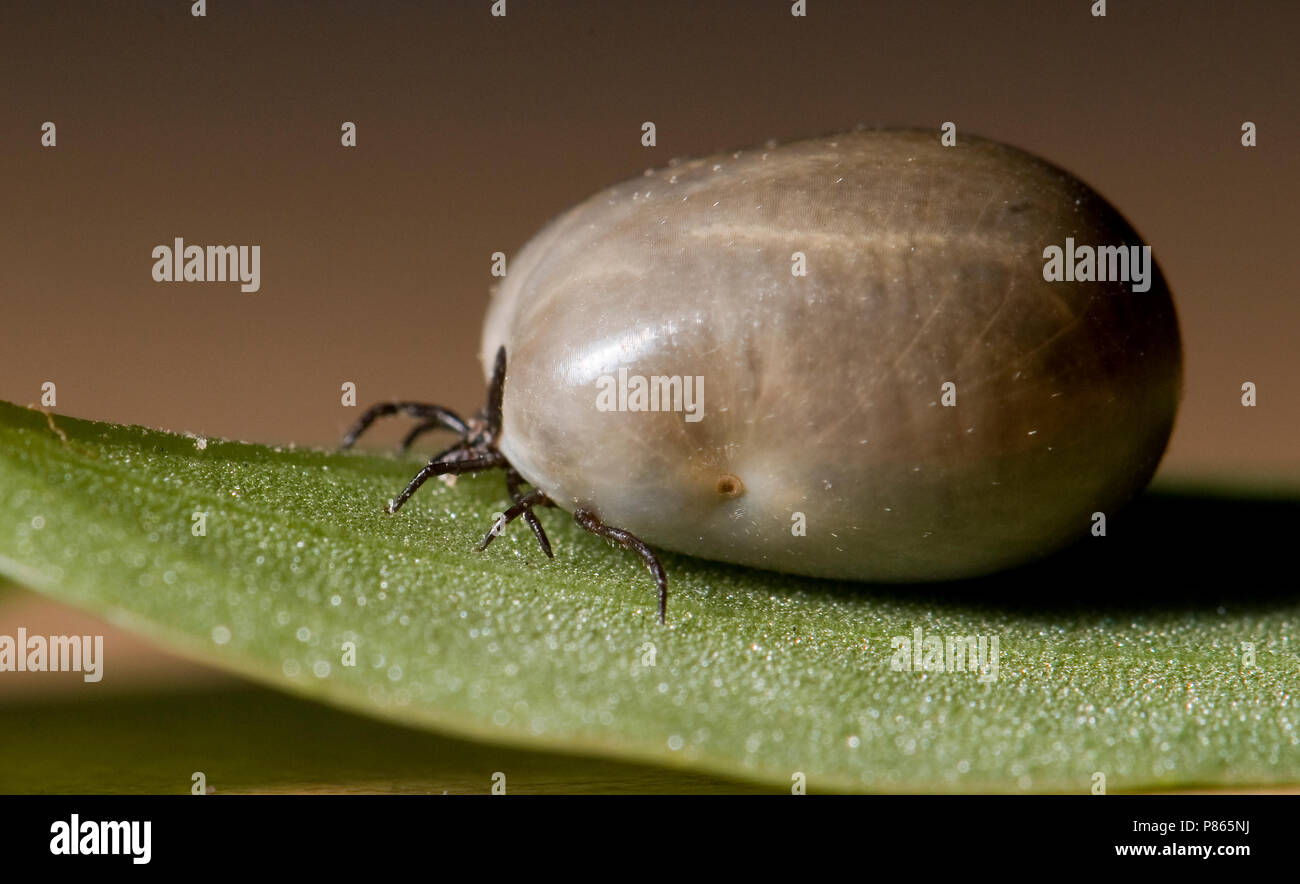 Volgezogen Teek, Tick had a fair meal Stock Photo Alamy Volgezogen Teek, Tick had a fair meal Stock Photo Alamy