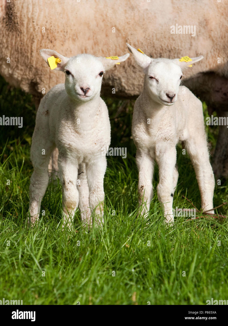 Afwijken over spek Page 2 - Schaap High Resolution Stock Photography and Images - Alamy