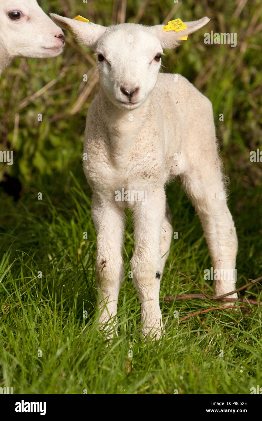 Lammetje in gras Nederland, Lamb in grass Netherlands Stock Photo Alamy