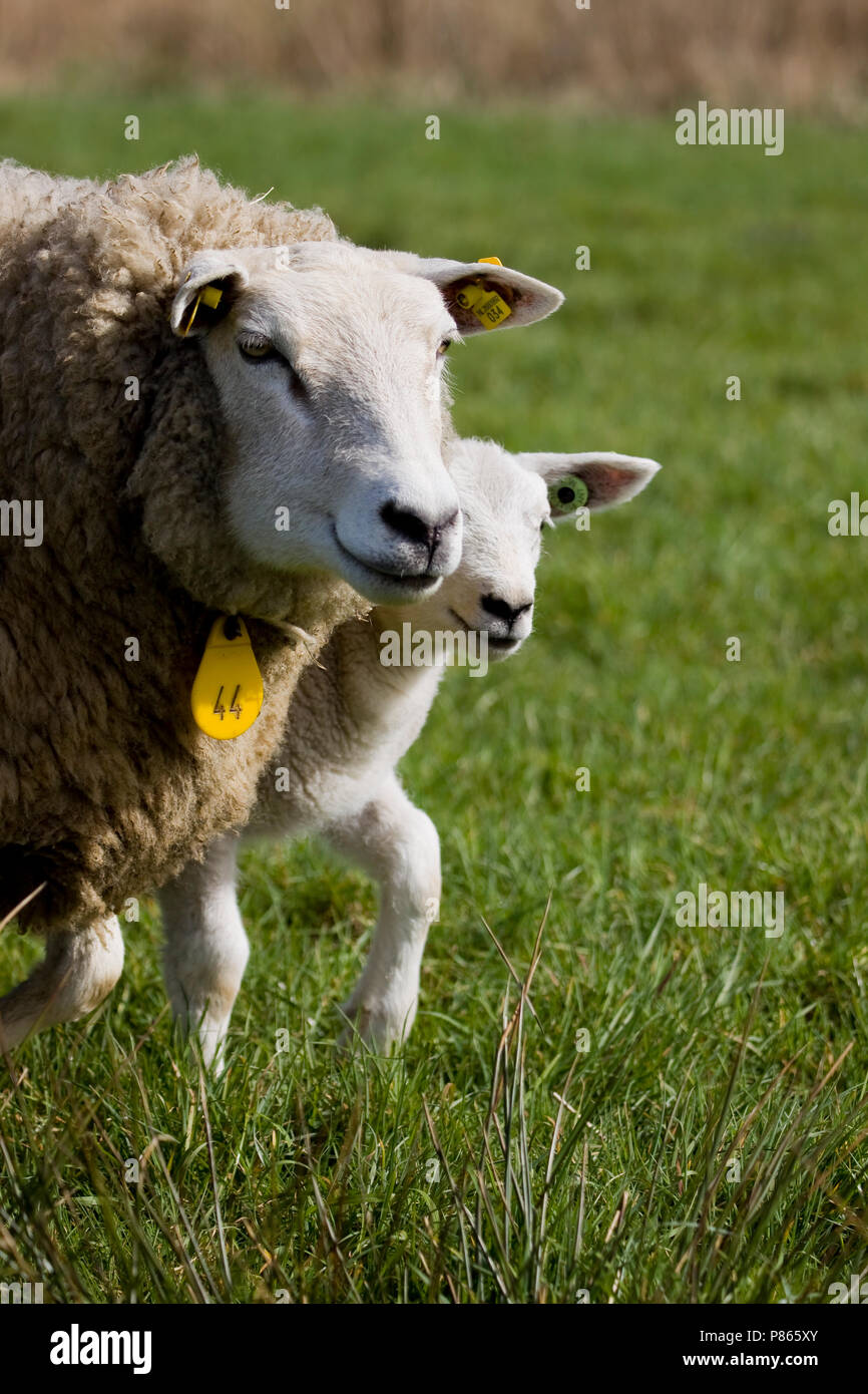 Schapen op Texel; sheep on Texel Stock Photo